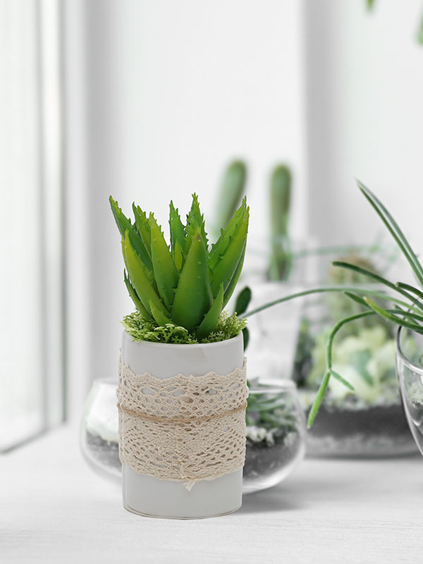 Potted Plant