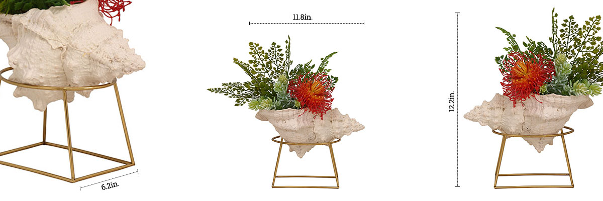 Seashell Verdent dimensions
