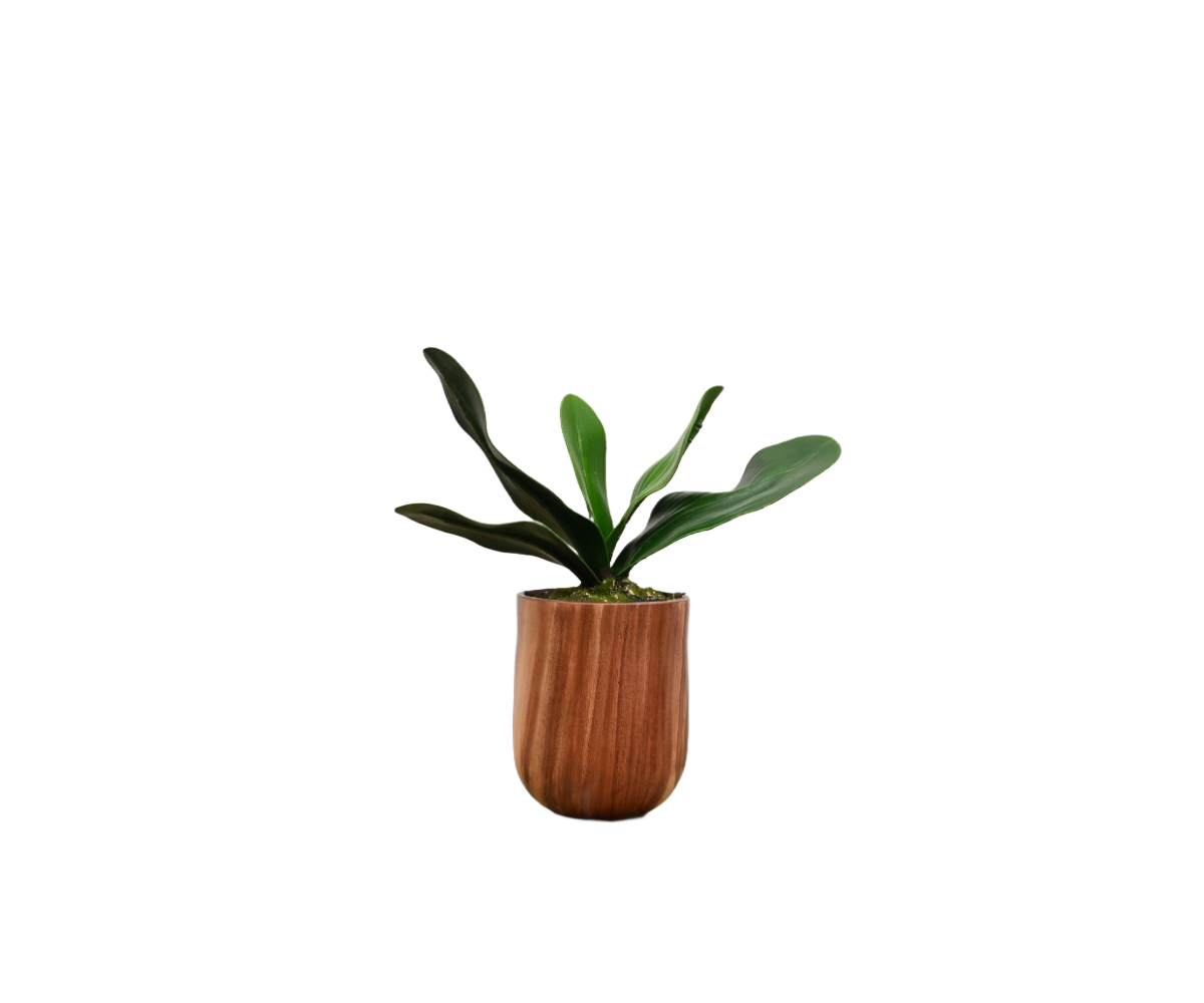 Botanic Ensemble 3